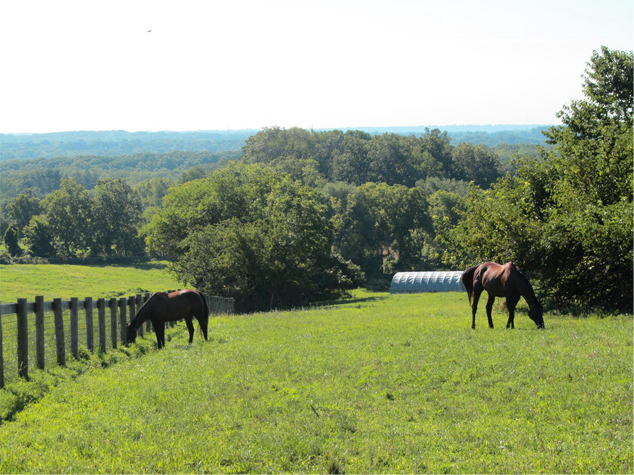 join horse banner join horse banner
